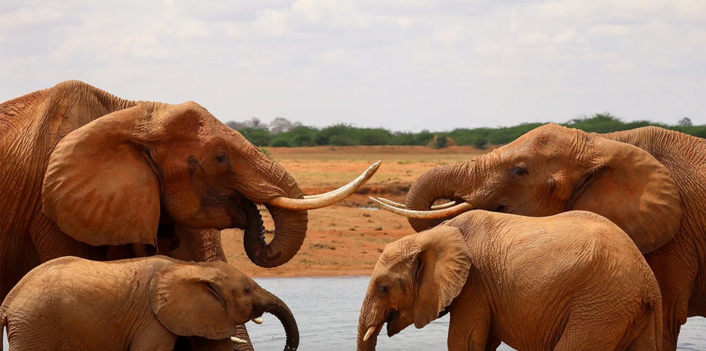 Cooperate to Coexist | Elephant Cooperation